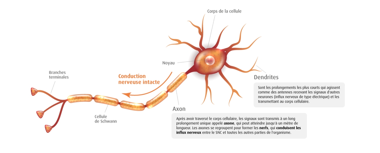 Neurone