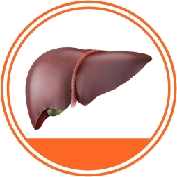 Hepatitis círculo